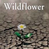 The Will of a Wildflower